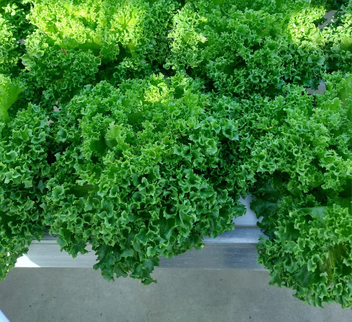 Product categories within the leafy greens segment.jpg